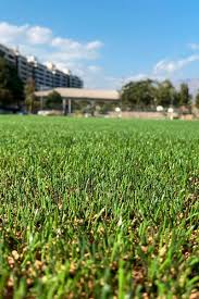 Superficie de corcho ecofill